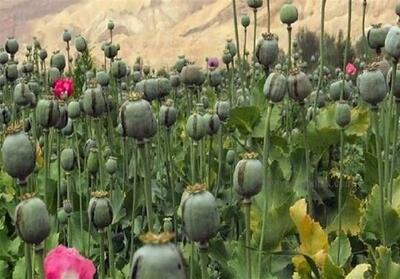  افزایش کشت گیاهان ممنوعه در حاشیه روستاهای لرستان/ دستگاه قضا هشدار داد - تسنیم