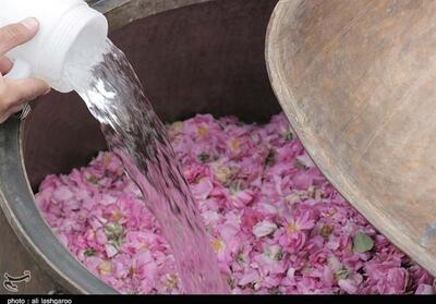  جشنواره گلاب‌گیری بانه ثبت ملی شد - تسنیم