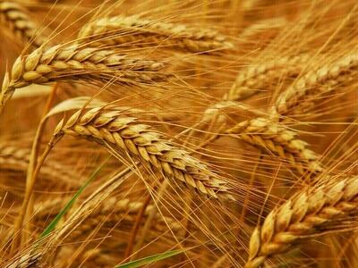  ترکیه به گندم روسیه، روی خوش نشان داد