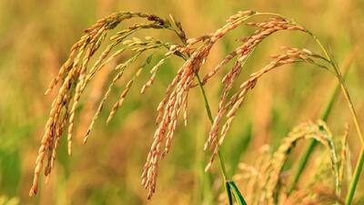  سالی طلایی برای برنج مازندران؛ وضعیت عرضه و تقاضا مناسب‌تر از سال‌های گذشته