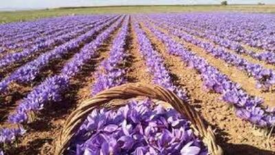  برداشت ۵ تن زعفران از مزارع لرستان/ رونمایی از برند اختصاصی زعفران استان