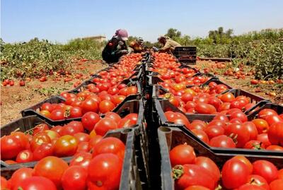  گوجه فرنگی ایران به کجا صادر می‌شود؟
