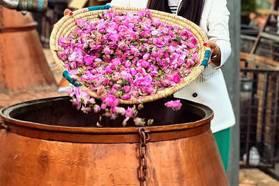  گلاب کاشان در مسیر ثبت جهانی یونسکو