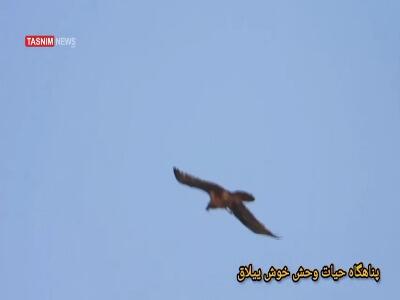  ثبت تصویر هما در آسمان خوش‌ییلاق‌