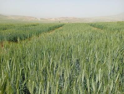  آغاز کاشت مزارع الگویی گندم در دهلران