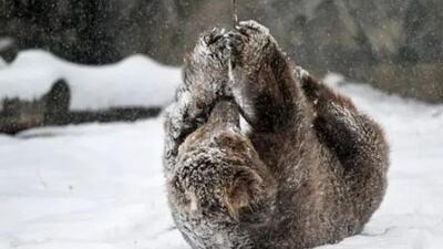  عشق و حال یک خرس در برف شیکاگو