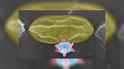  ماده برنده جایزه نوبل، باکتری‌ها را سوراخ می‌کند!