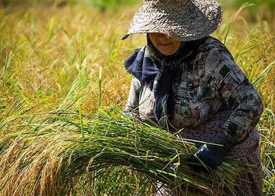  چالش های پنهان برنج شمال