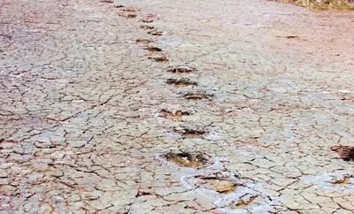  کشف ردپاهای دایناسور در اطرف اقیانوس اطلس