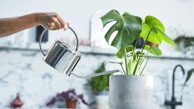  راهنمای کامل آبیاری گل‌های آپارتمانی