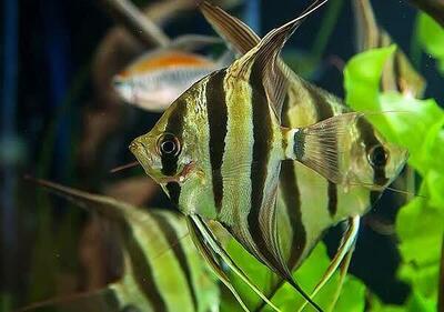  تولید و پرورش 30 هزار قطعه ماهی زینتی در بیضا