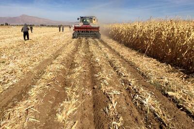  تحقق ۸۴ درصدی برنامه کشت غلات در اراضی زراعی استان قزوین