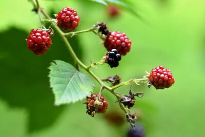  تمشک (Rubus spp.): از معرفی تا شرایط نگهداری