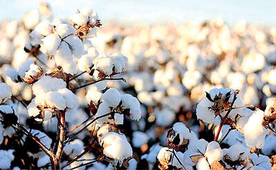  راهکارهای تسهیل واردات پنبه از افغانستان