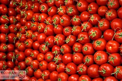  گوجه فرنگی ایران به کجا صادر می‌شود؟