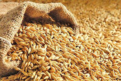  قیمت خرید تضمینی جو و ذرت در سال جدید زراعی، ۲۳ هزار تومان تعیین شد