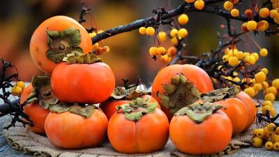  آیا خرمالو واقعا باعث انسداد روده می‌شود؟/ خرمالو را چطور بخوریم؟