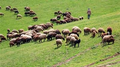  اخراج 42 هزار رأس دام غیرمجاز از مراتع استان مرکزی