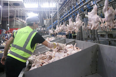  توزیع بیش از ۱۱۰۰ تن گوشت مرغ از مازندران در بازار کشوری