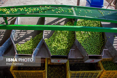  جشنواره زیتون، فرصتی برای معرفی طلای سبز طارم