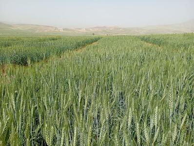  آغاز کاشت مزارع الگویی گندم در دهلران