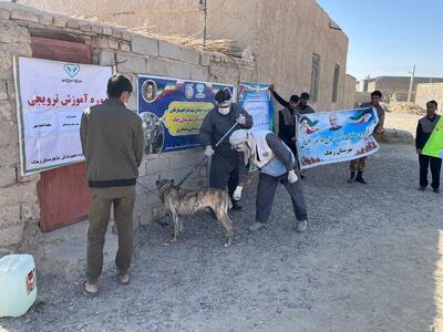  افزایش ۸۸ درصدی پوشش واکسیناسیون هاری در سیستان و بلوچستان