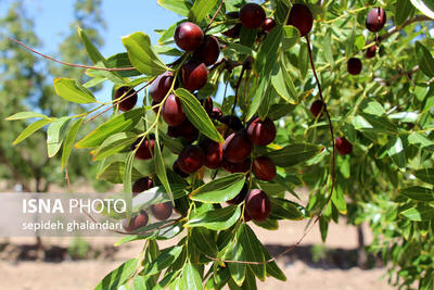  عناب؛ سوپرفود جدید صنعت زیبایی که پوست را جوان‌ترمی‌کند 