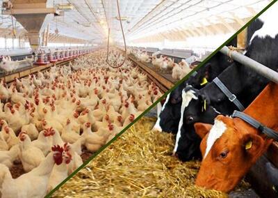  تحول در خوراک دام و طیور با تولید محرک رشد گیاهی میکروکپسوله