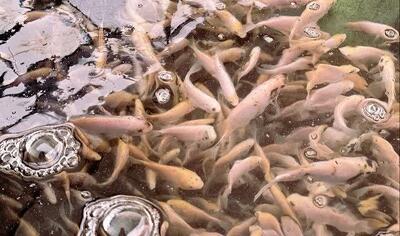  سرمایه‌گذاری ۱۰۰ میلیارد تومانی بخش خصوصی بافق در صنعت تیلاپیا