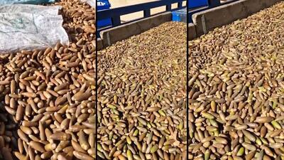  قاچاق گسترده بذر بلوط زاگرس در سمیرم لو رفت؛ سه نیسان پر از «آینده جنگل‌ها» توقیف شد + فیلم
