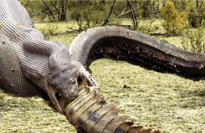  مستند حیات وحش؛ مار برای رفع حاجت به هر چیزی میپیچه