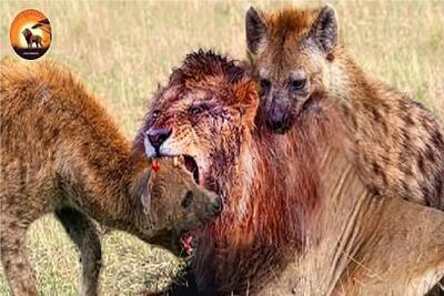  مستند حیات وحش؛ کفتار گرفتار سلاطین جنگل میشه پرچم سفیدش علم میشه