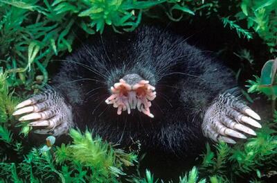  راز بقا‌‌‌؛ خوفناک ترین حیوان دنیا که صورت نداره، یه حفره داره که همه چی رو میبلعه