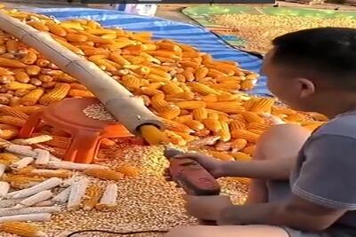  کشاورزی نوین؛ با دریل و لوله جوری ذرتا رو دون کرد که عمرا به ذهن کسی برسه