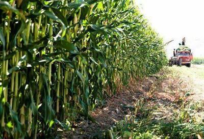  برداشت ذرت در چرام / پیش‌بینی تولید ۷۰ تن در هر هکتار