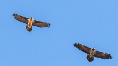  نماد خوش‌اقبالی بر فراز آسمان فریدونشهر اصفهان