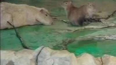  کاپیبارای مادر در باغ‌وحش مسکو با شروع روز اول هفته دچار افسردگی شده است