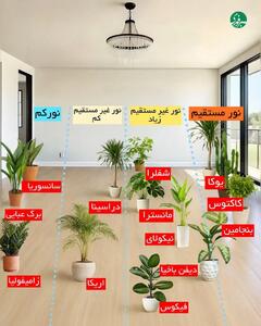  مکان مناسب هر گیاه در خانه را بشناسیم