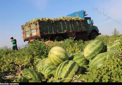  آغاز برداشت هندوانه شب یلدا از 2 هزار هکتار اراضی جاسک - تسنیم