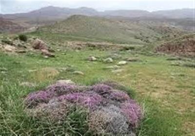  زنجان در معرض بحران زیست محیطی/ حیوانات وحشی به سکونتگاه‌ها نزدیک شدند! - تسنیم