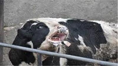  ایمن سازی بیش از ۳میلیون و ۲۰۰هزار دام سبک و سنگین استان برعلیه سویه جدید تب برفکی