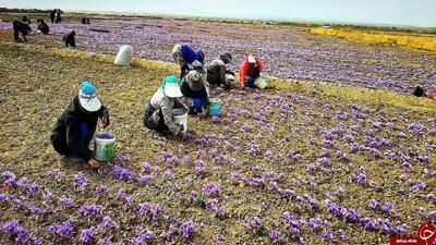  دوخته شدن چشم کشاورزان به طلای سرخ خاوران