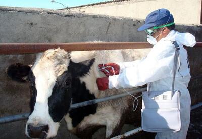  هیئت وزیران، تعرفه جدید خدمات دامپزشکی بخش دولتی را تصویب کرد