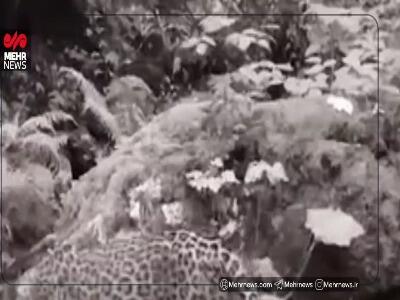  پاییزگردی پلنگ در جنگل رامسر