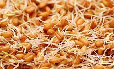  برنج‌خورهای حرفه‌ای، وقتشه جو را امتحان کنید / تغییر در سبک غذا / سلامتی و طعم متفاوت | اندیشه قرن