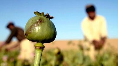  یارانه تریاک چقدر است؟/ یارانه سنگین برای مصرف‌کنندگان تریاک