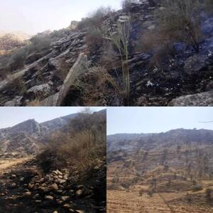  زوال زاگرس؛ زنگ خطر برای تمدن و تنوع زیستی ایران