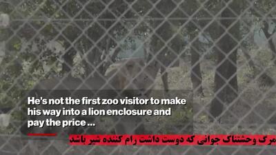  لحظات وحشتناک مرگ دلخراش نوجوان در قفس شیر باغ وحش +فیلم