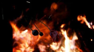  کشت خشخاش و شایعه آزادسازی کشت آن صحت ندارد