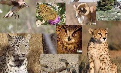  اهمیت حضور فعال ایران در کنوانسیون بین‌المللی گونه‌های جانوری در معرض خطر